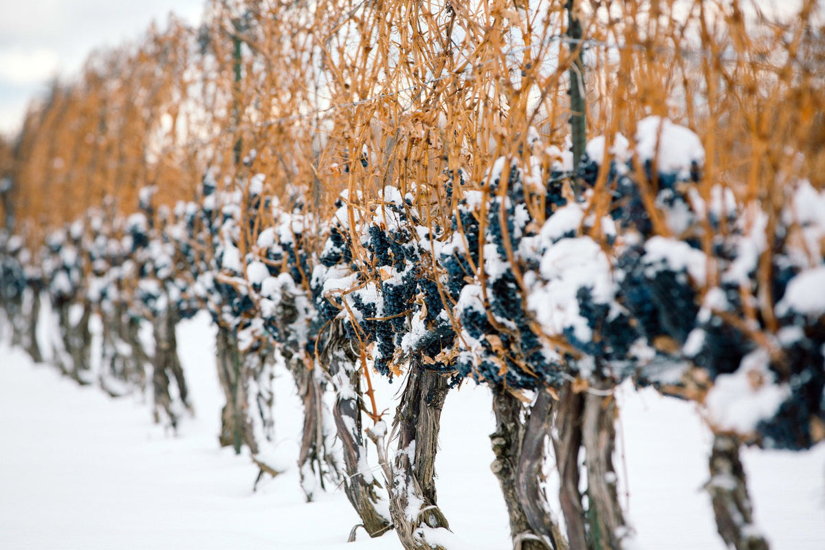 Icewine - Vyno