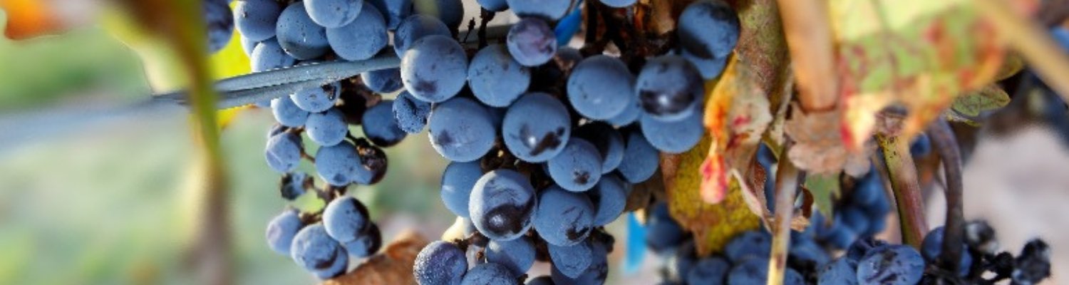Red Wine ~ Cabernet Sauvignon - Vyno