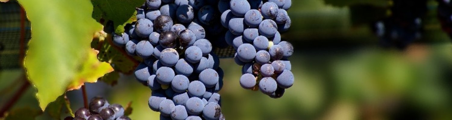 Red Wine ~ Malbec - Vyno