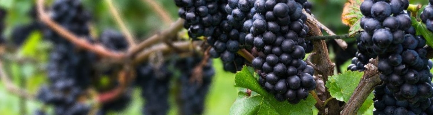 Red Wine ~ Pinot Noir - Vyno