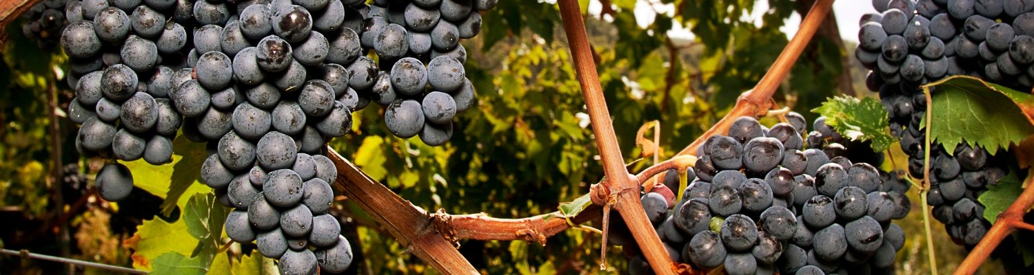 Red Wine ~ Sangiovese - Vyno