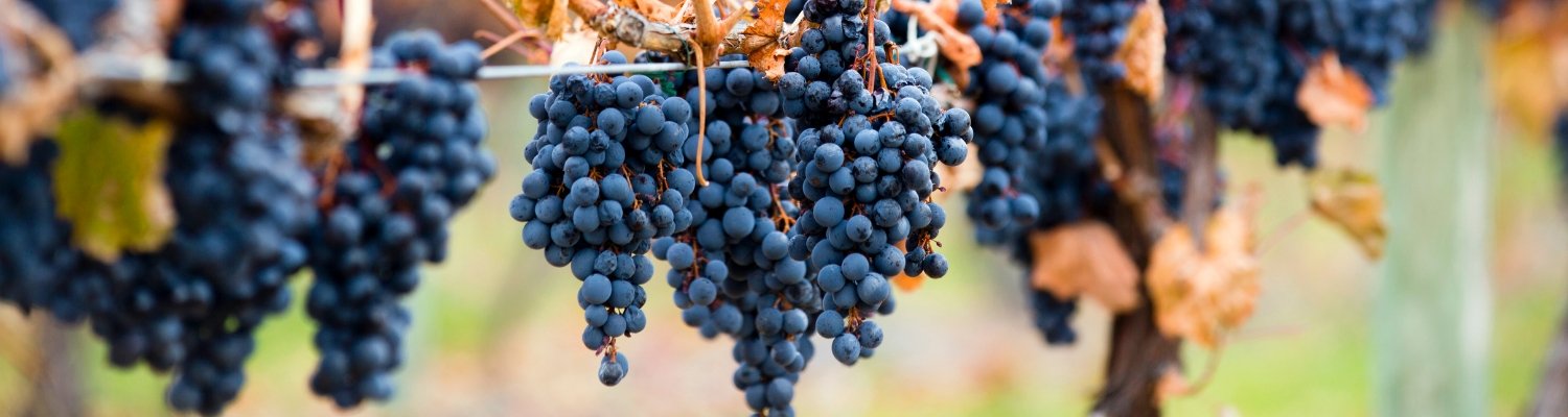 Red Wine ~ Shiraz/Syrah - Vyno